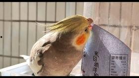 怀孕可以吃灰瓜,灰瓜助力母婴健康