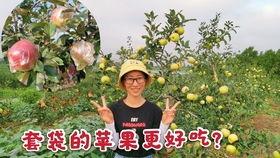 女生回复吃野瓜,女生回复背后的美味探寻