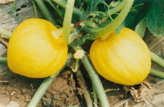 宝栗瓜怎么吃,解锁美味新体验