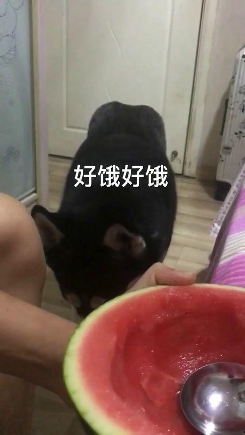 理性吃瓜拉拉,揭秘娱乐圈背后的真相