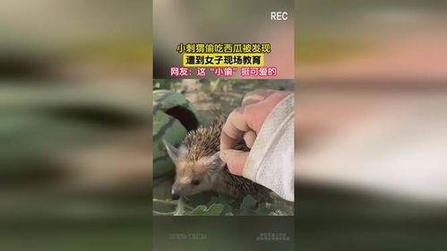 刺猬吃瓜现场,一场趣味横生的自然奇观