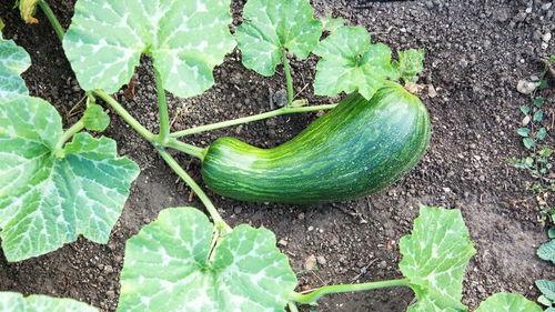 瓠瓜不能煮熟吃,揭秘烹饪误区与安全知识