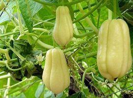 佛手瓜发芽也可以吃么,佛手瓜发芽后仍可食用的秘密