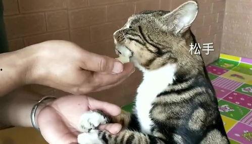 吃瓜猫外卖猫,揭秘猫咪美食新潮流