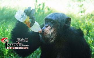 吃瓜模仿猩猩,趣味横生上演生态喜剧