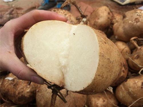 每天都吃土瓜好吗