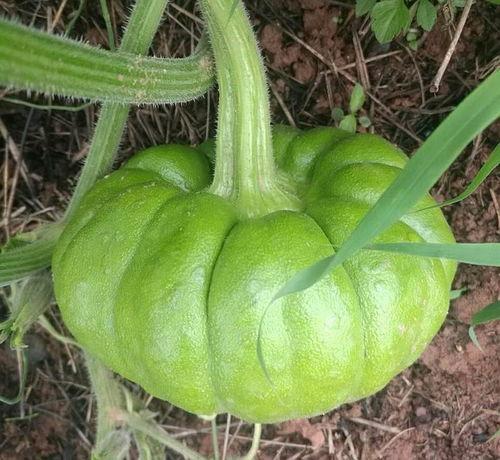 姜姜在吃瓜,揭秘娱乐圈幕后故事