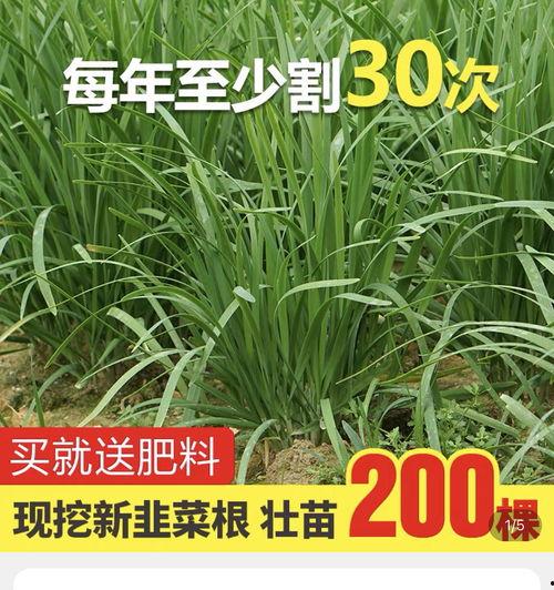 爆料吃瓜重庆,吃瓜群众揭秘城市热点事件