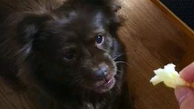 吃瓜的狗挨打,一场意外引发的争议