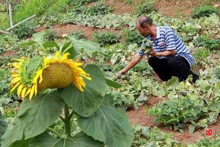 山东枣庄吃瓜事件,一场网络热议背后的真相与反思