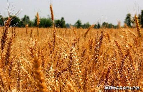 小麦和小星吃瓜,瓜田里的欢乐时光