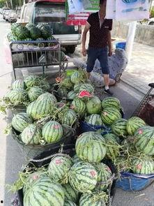 辽宁阜新吃瓜事件,一场网络热议背后的真相与反思