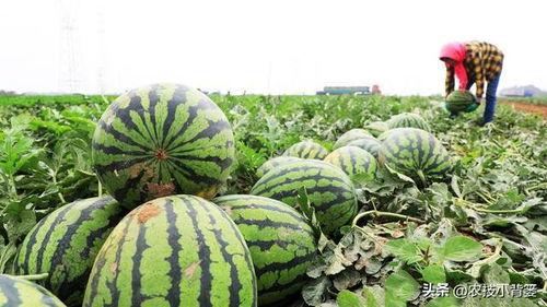 为什么吃瓜会发苦味,吃瓜为何会苦涩，营养与口感的双重考量