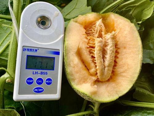 100种吃瓜大全,解锁夏日消暑新潮流