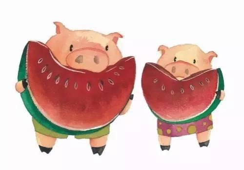 猪吃瓜的文案,揭秘猪吃瓜的趣味瞬间