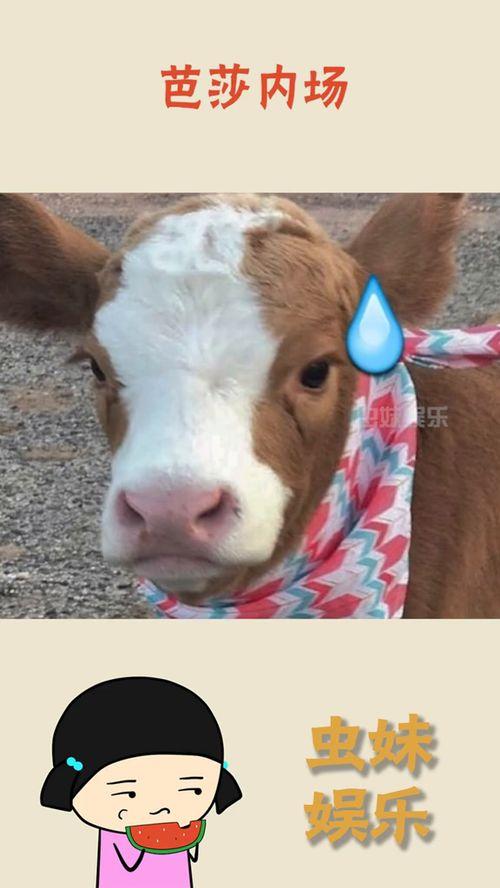 抖音吃瓜球迷,揭秘球场背后的故事