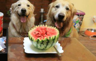 狗狗吃瓜拉肚子,揭秘瓜类对狗狗肠胃的影响