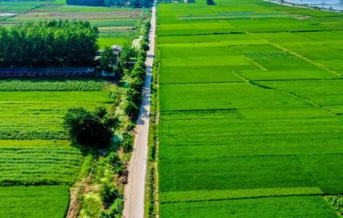 江汉平原吃瓜,探寻当地特色美食之旅
