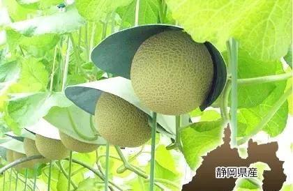 土豪式吃瓜,揭秘土豪式吃瓜的独特魅力