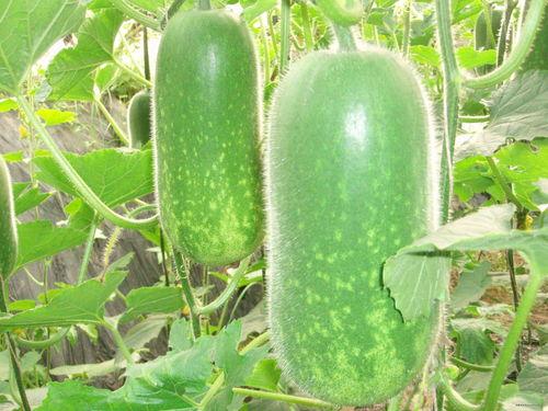 大萍萍吃瓜,揭秘娱乐圈幕后真相