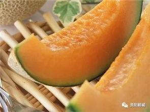 吃瓜不吃哈密瓜,揭秘“吃瓜不吃哈密瓜”的神秘传说