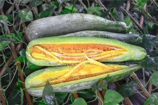 吃瓜视频的网红