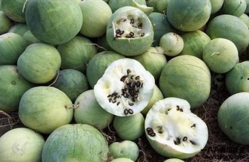 吃瓜的快乐来源,探寻吃瓜快乐的奥秘